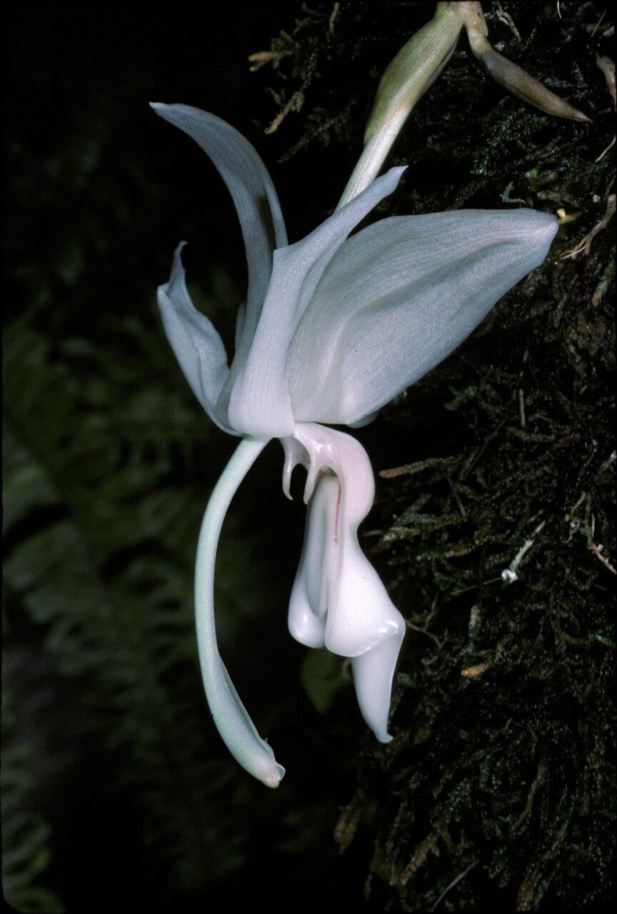 Stanhopea 2