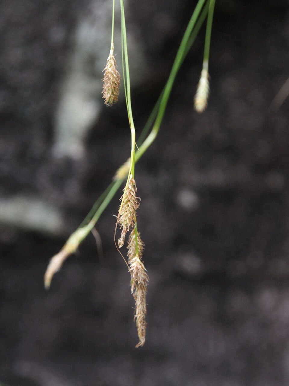 Sedge