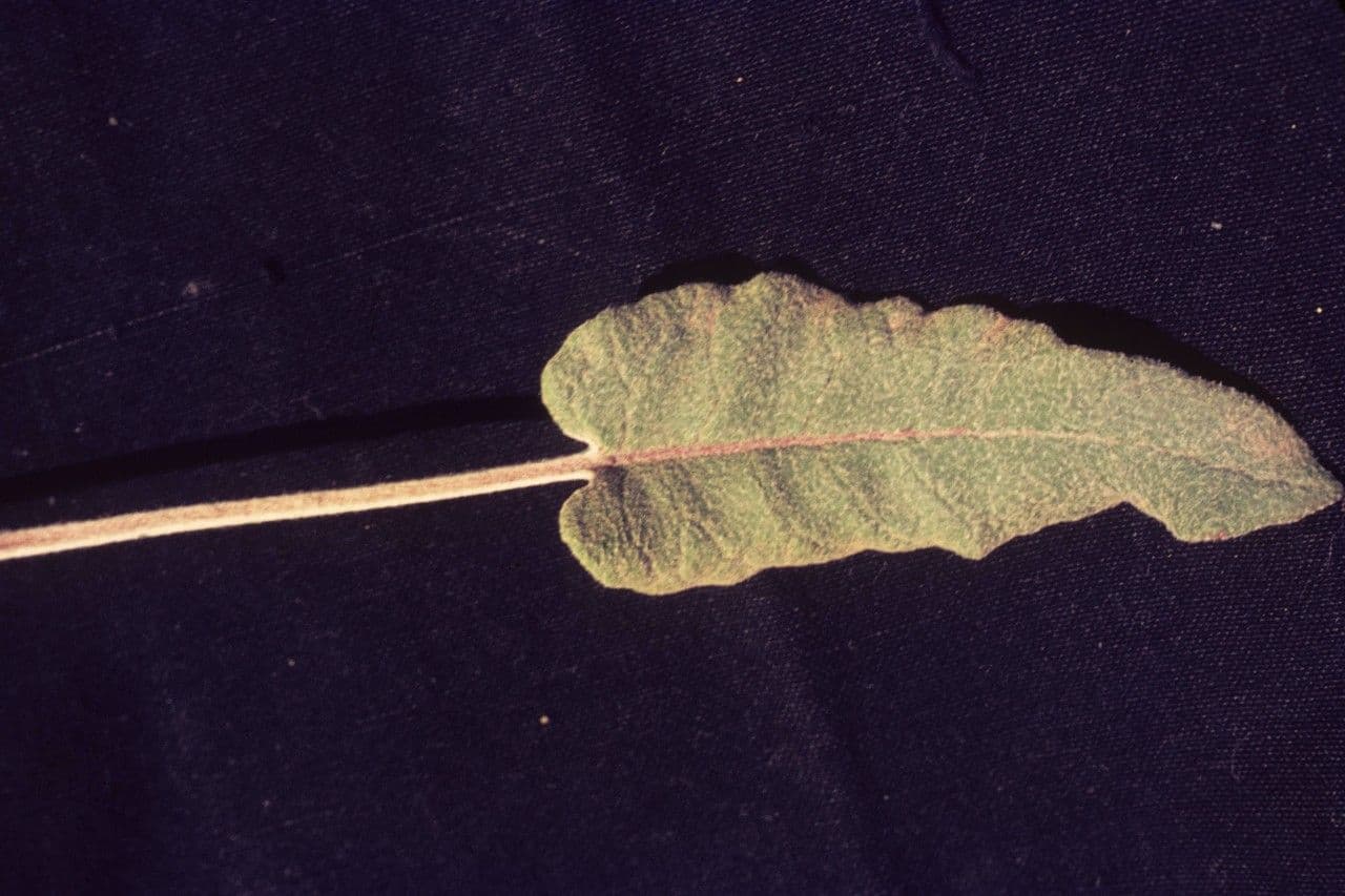 Eriogonum 11
