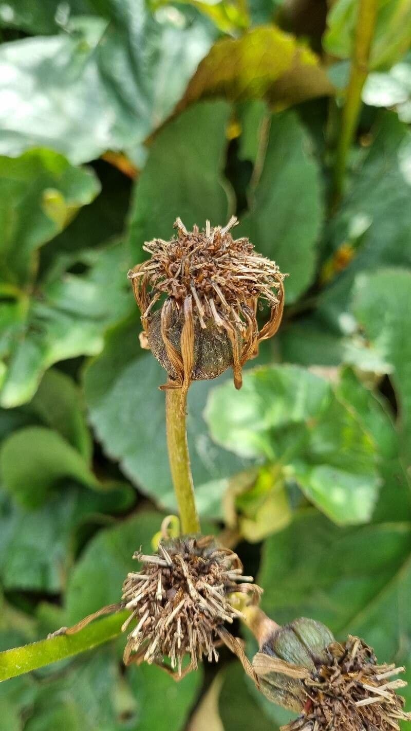 Ligularia dentata