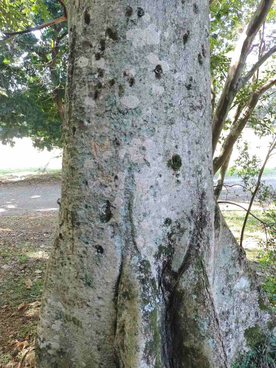 Sterkúlia bezkvetá 19