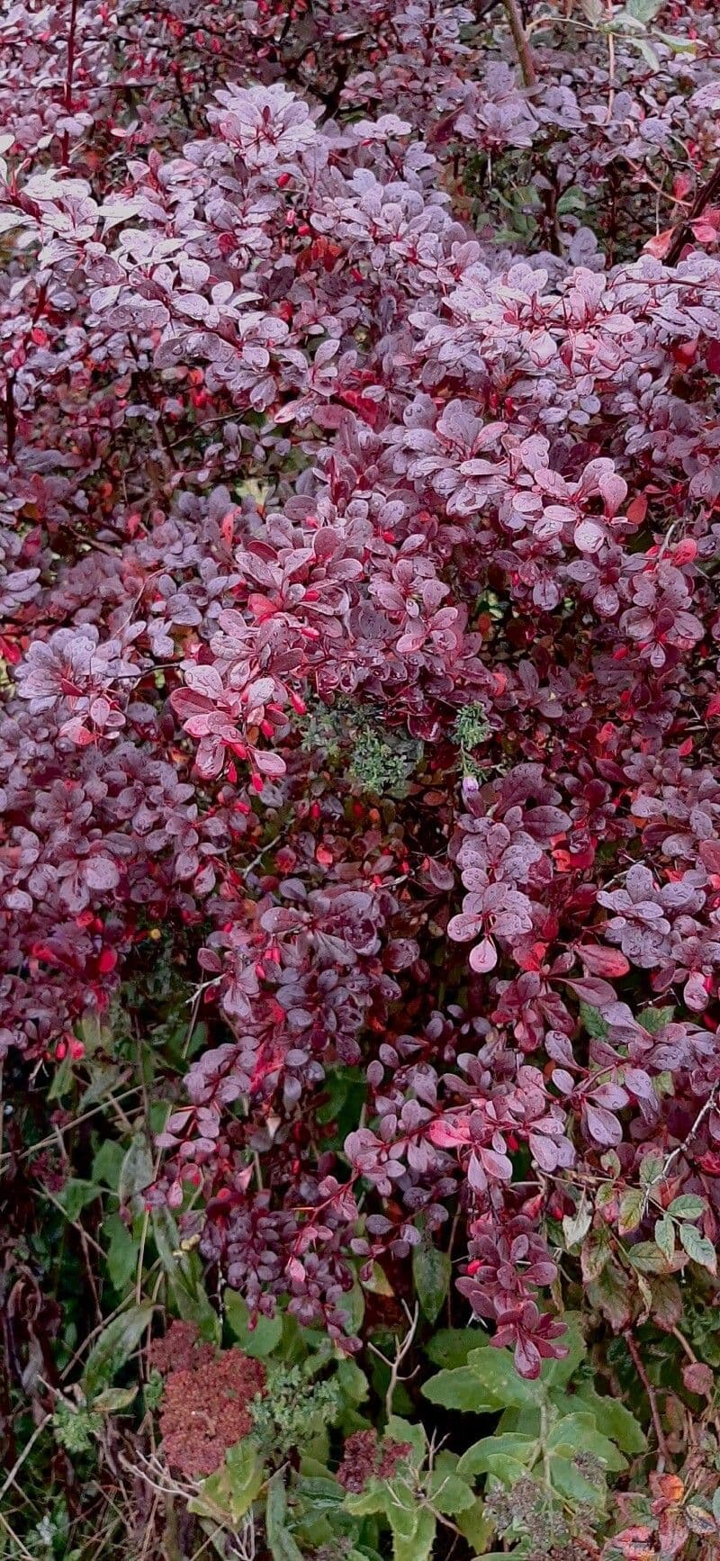 Thunberg-Berberitze 11