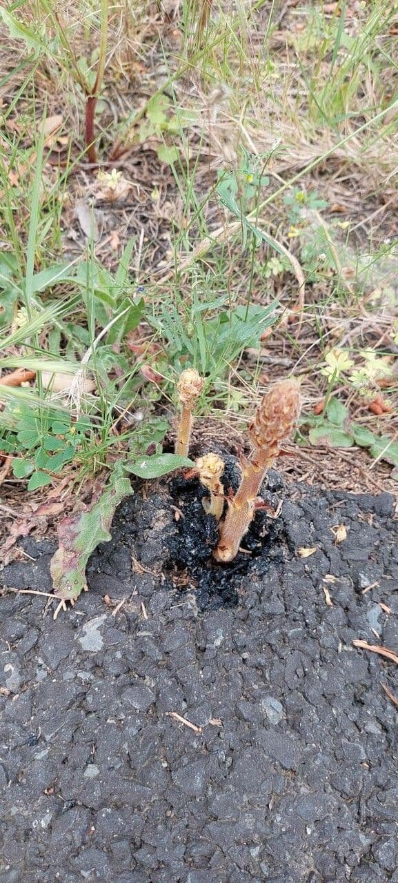 Orobanche amethystea 8