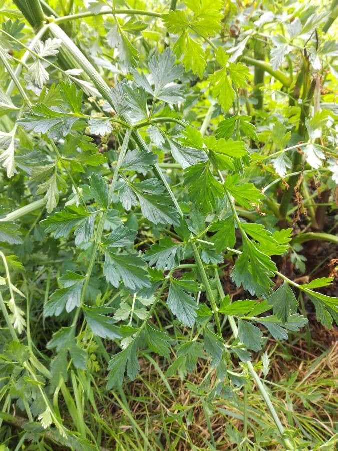 Finocchio acquatico 17