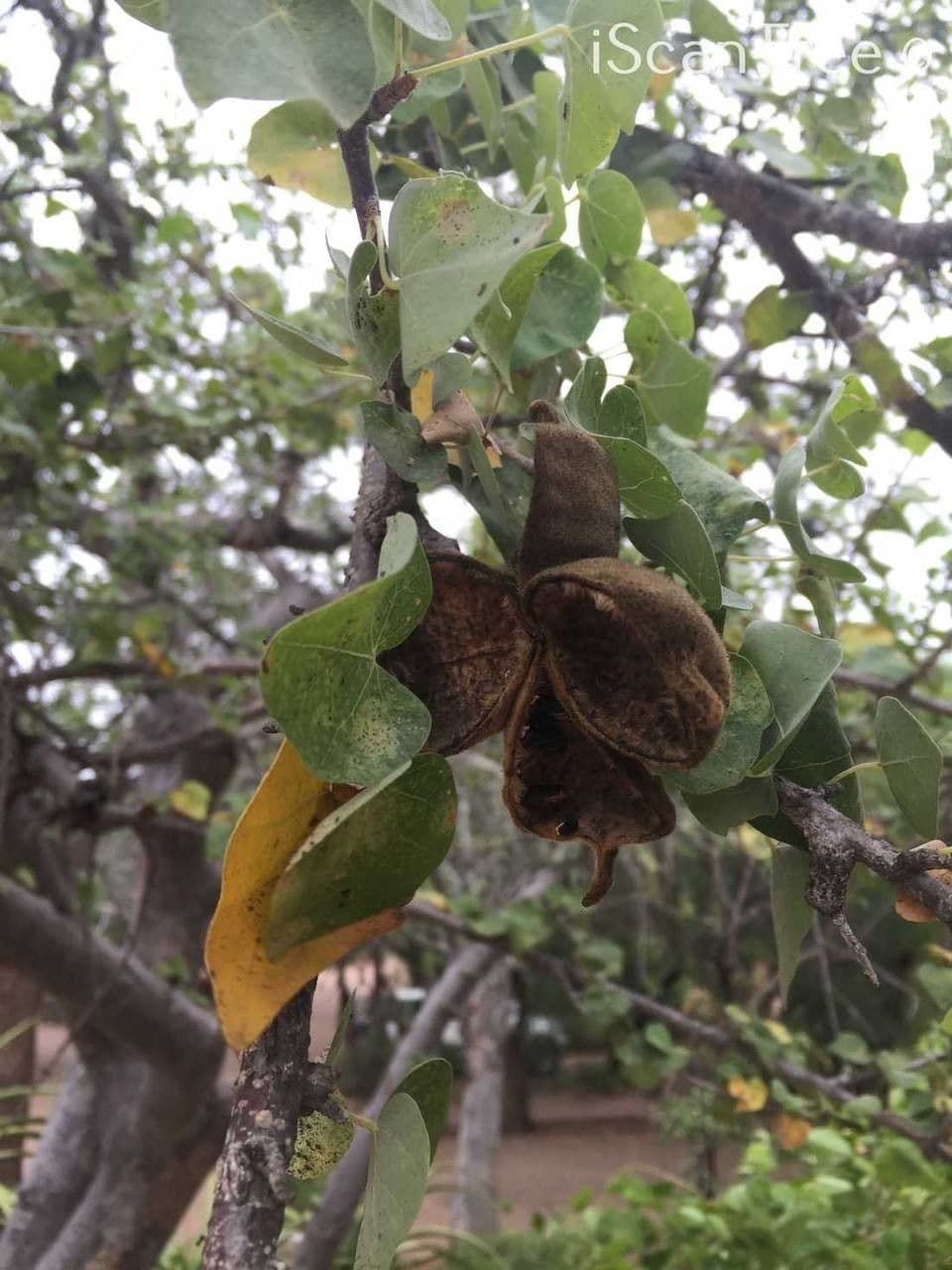 Sterculia 12