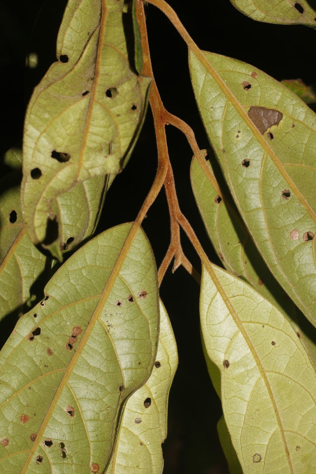 Ocotea 3