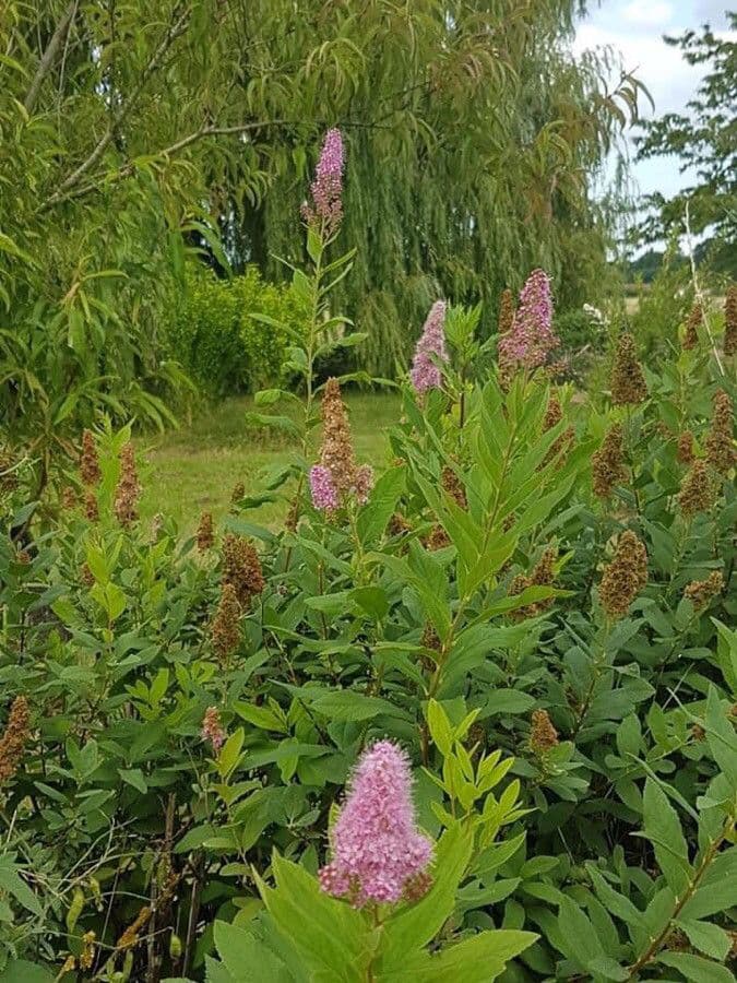 Spirea di Billard 3