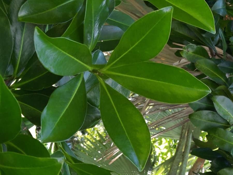Ardisia 16