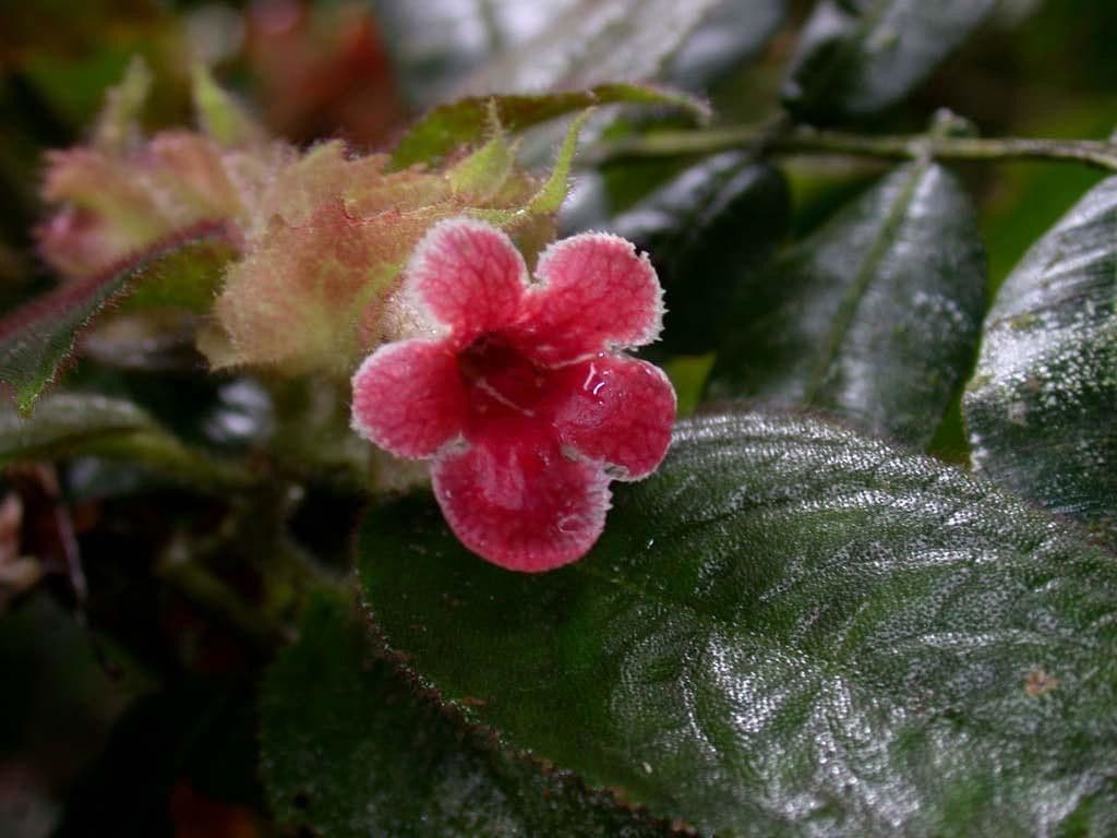 Drymonia pelosa 7