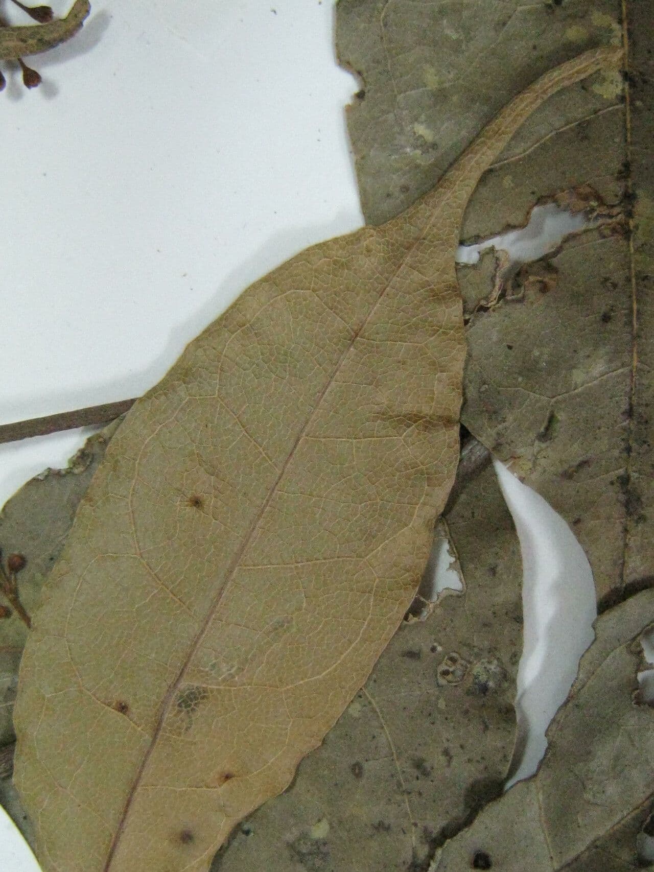 Licaria 9