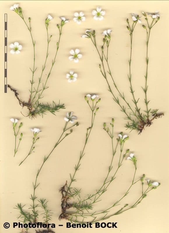 Cherleria capillacea 21