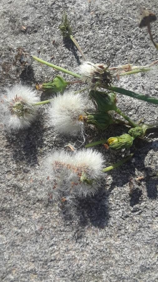 Crespigno ruvido 2