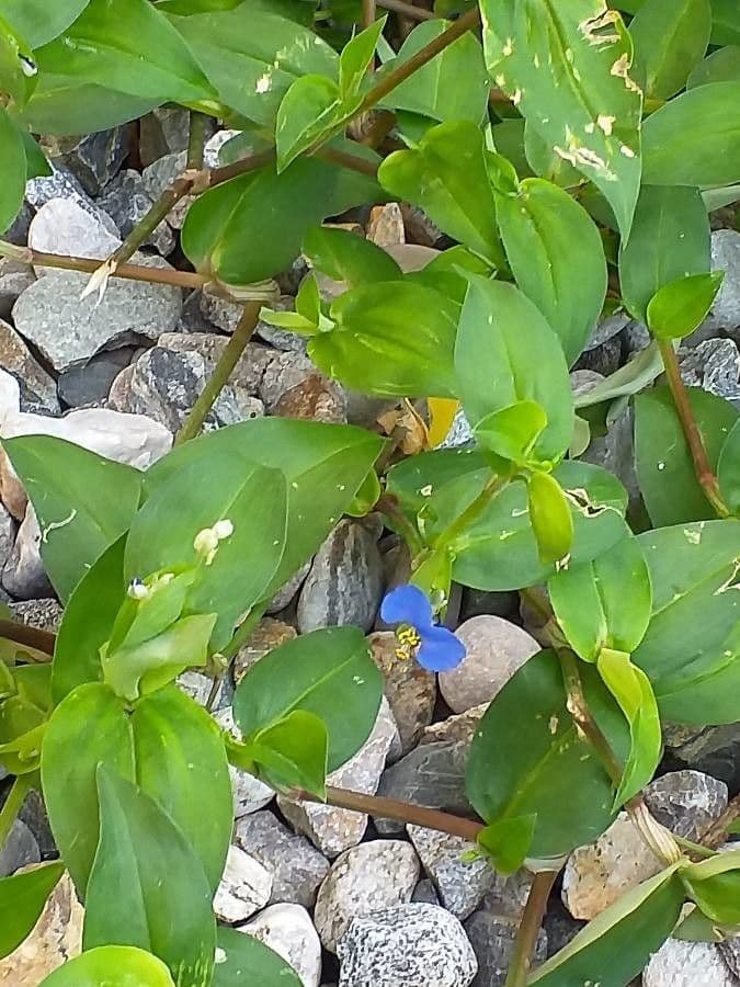 Commelina comune 6