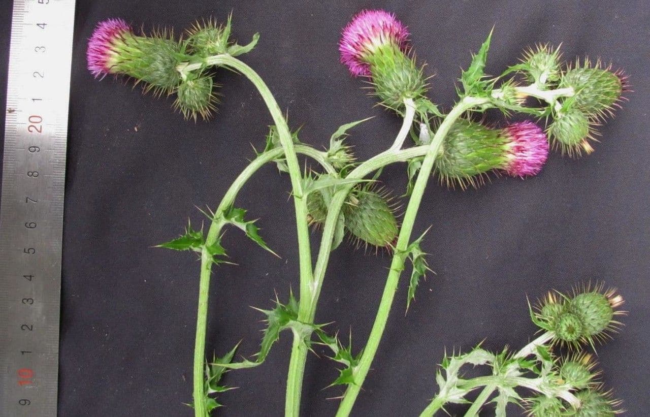Cirsium mexicanum 18
