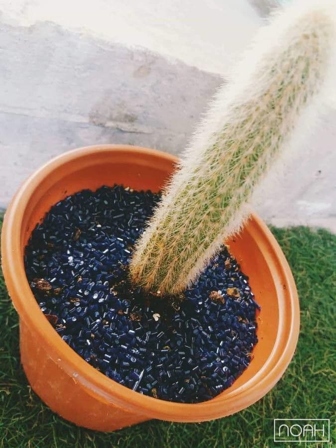 Cactus 6