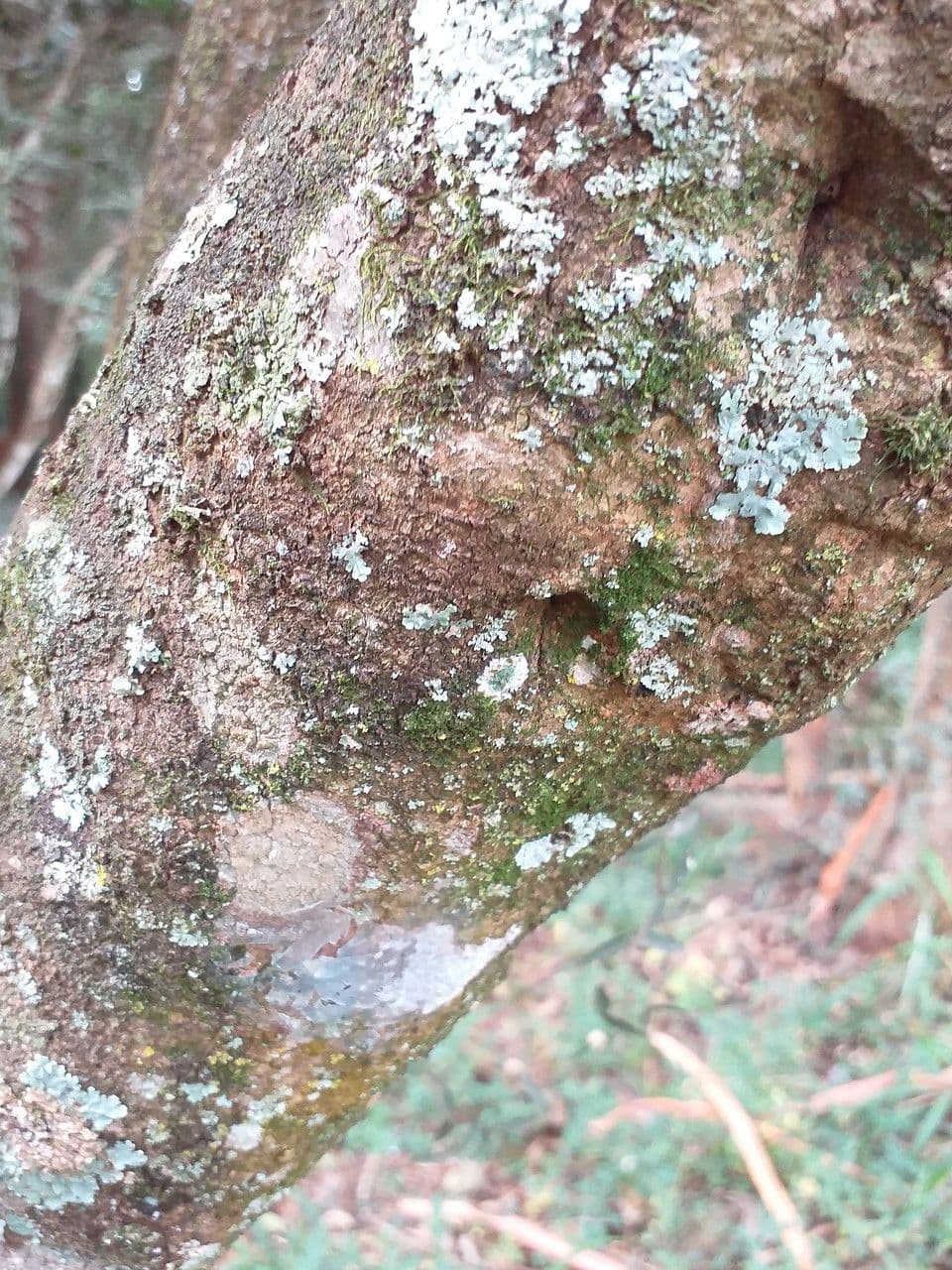 Ehretia 5