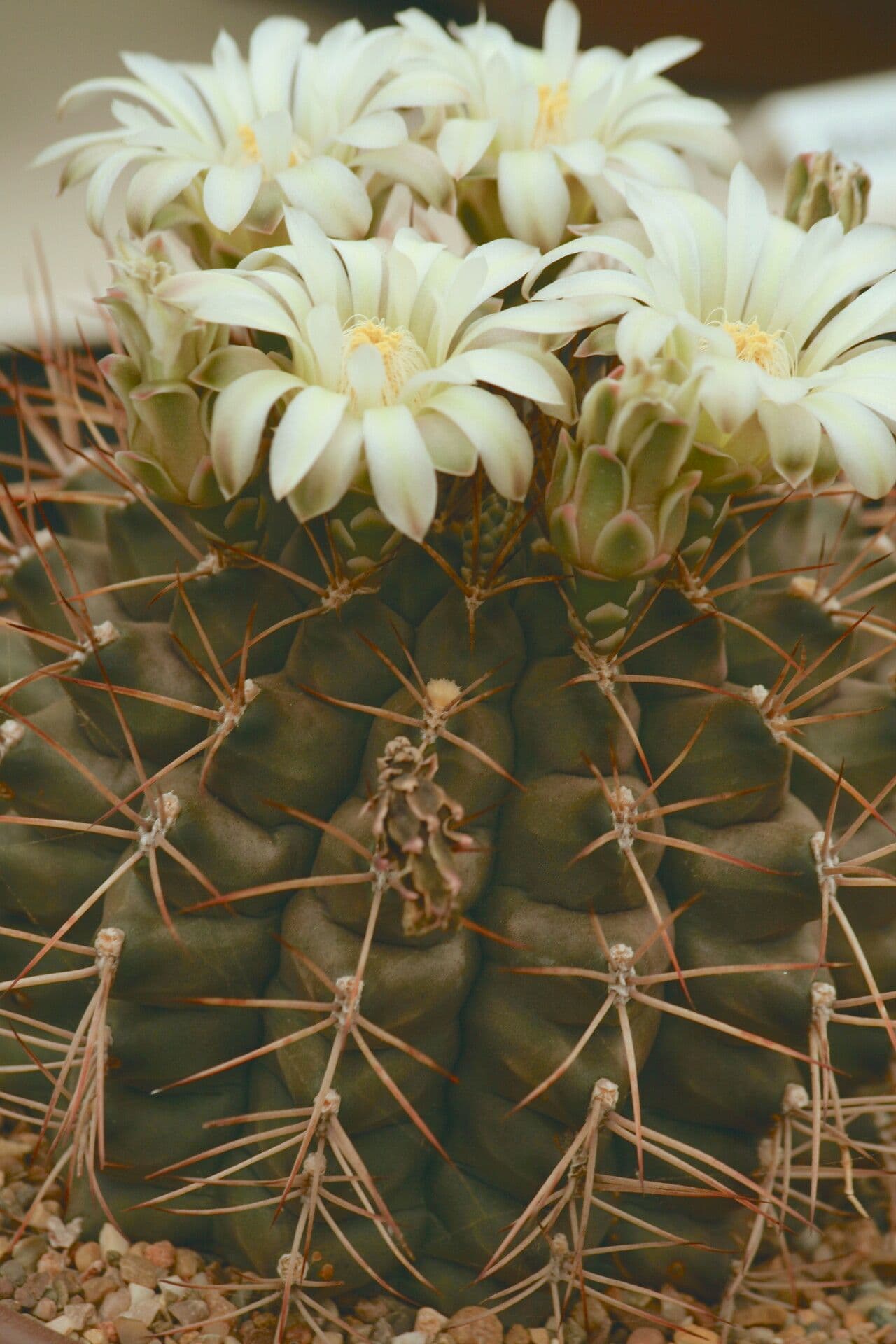 Gymnocalycium 2