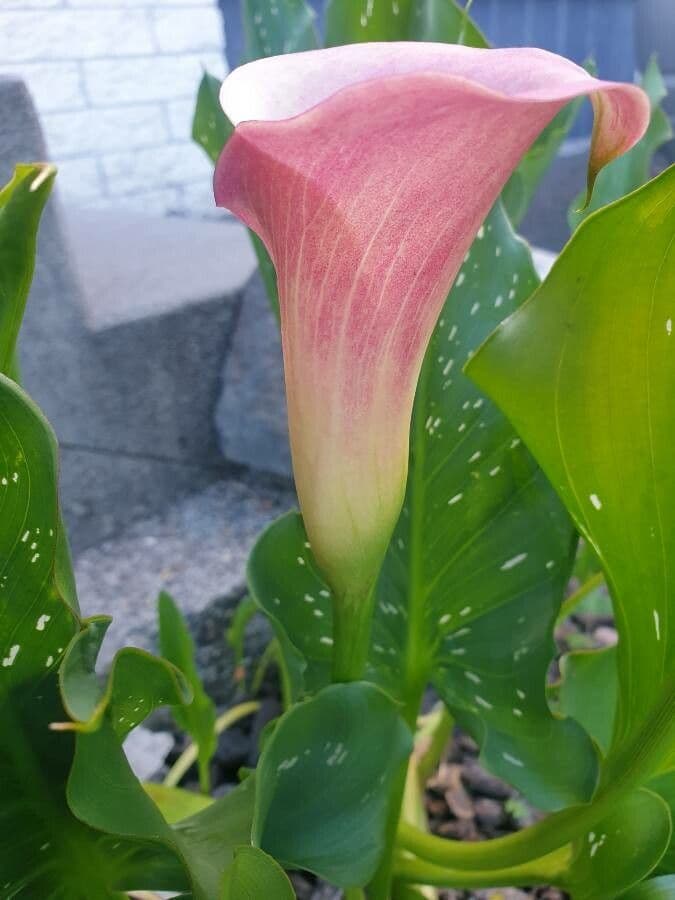 Calla 6