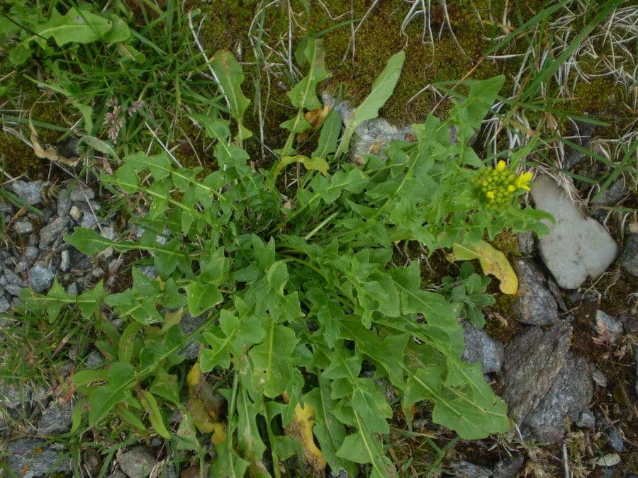 Erba perla d'Austria 16