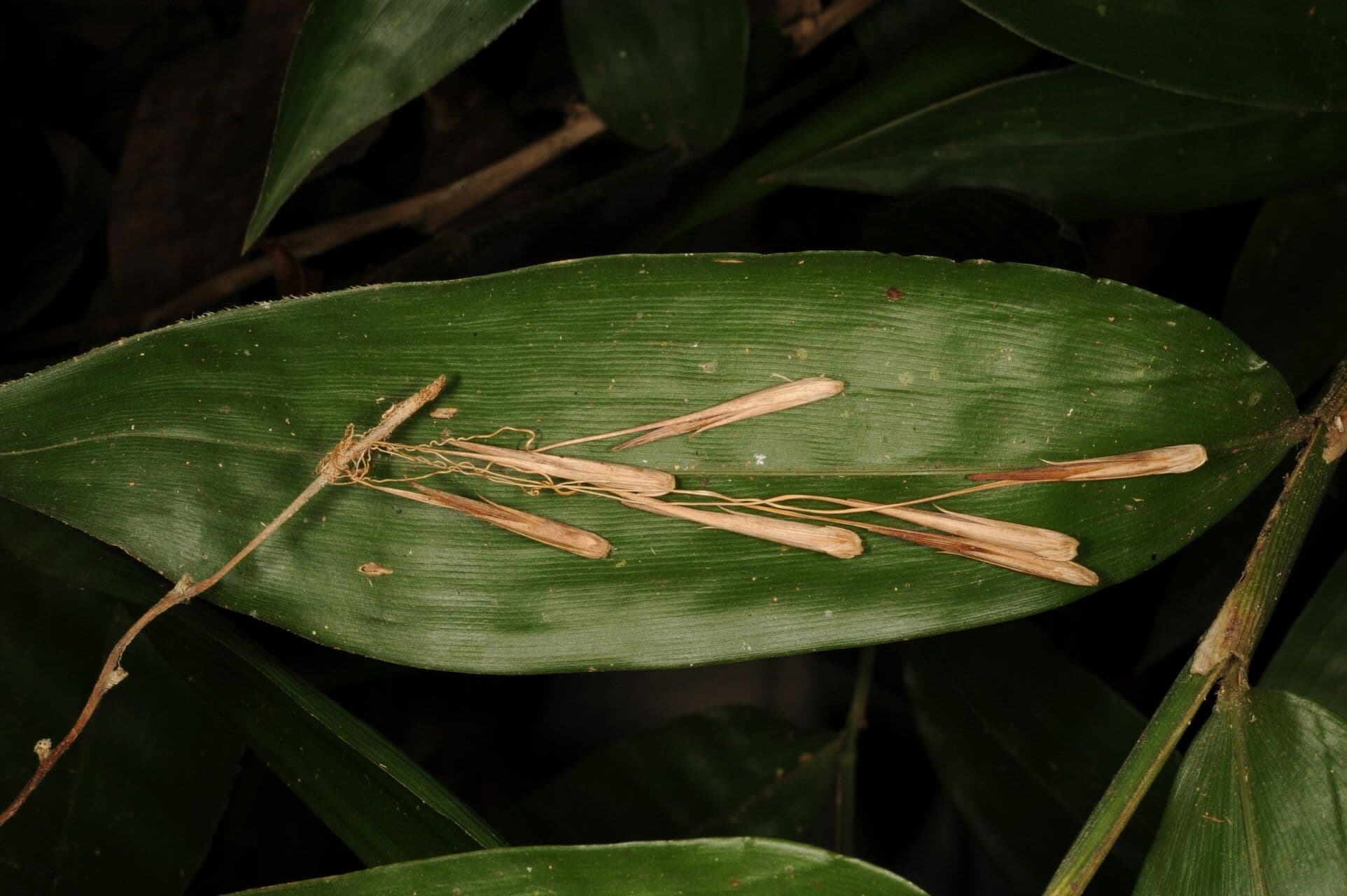 Streptochaeta