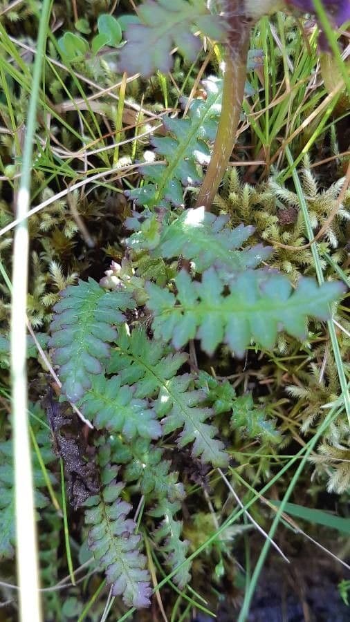 Pedicolare verticillata 16