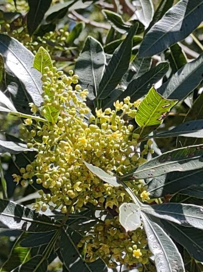 Lithraea molleoides 4