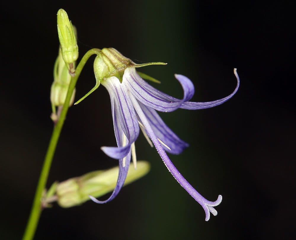 Campanula 4