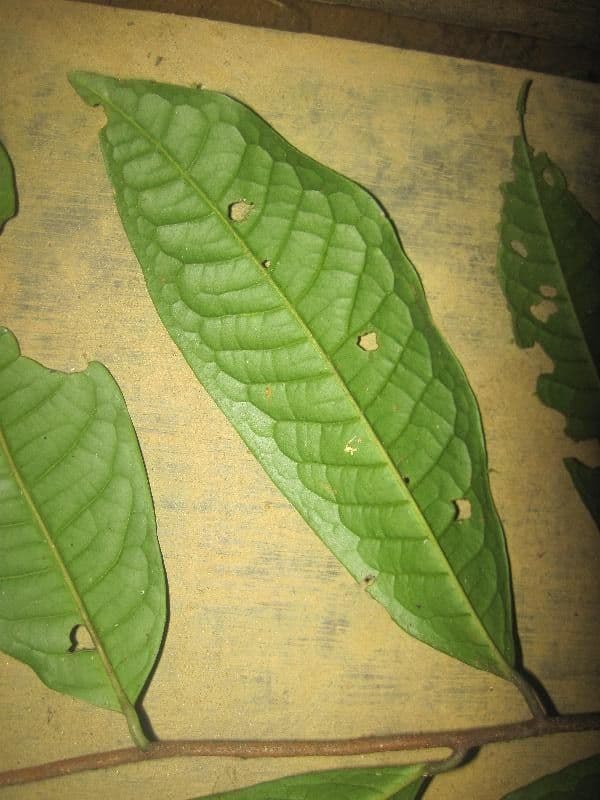 Iryanthera 4