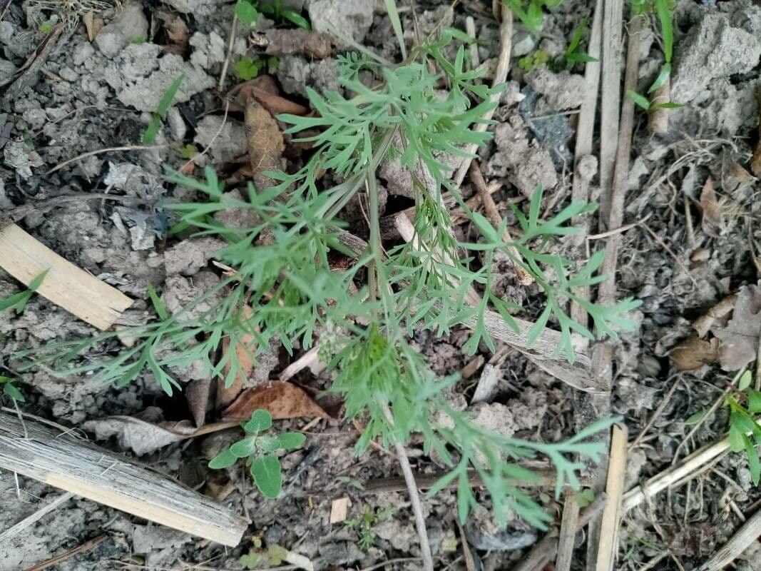 Kleinblütiges Erdrauch 18