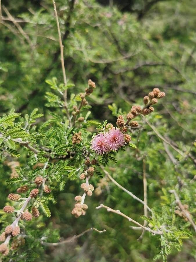 Mimosa 3