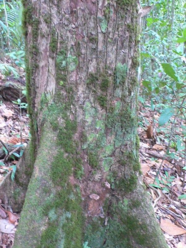 Manilkara 9