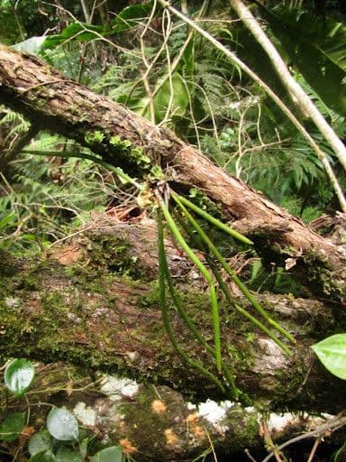 Ceratostylis 12