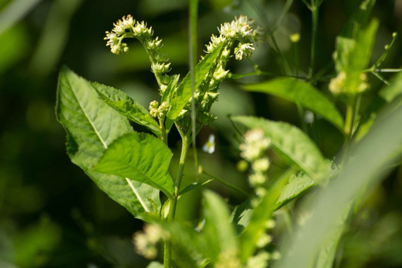 Penthorum sedoides 2