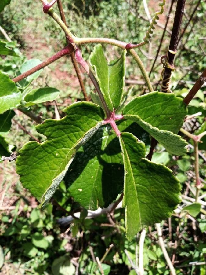 Cyphostemma 16