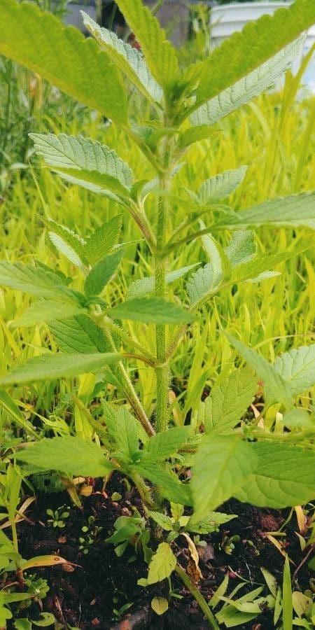 Verbena estricta 18