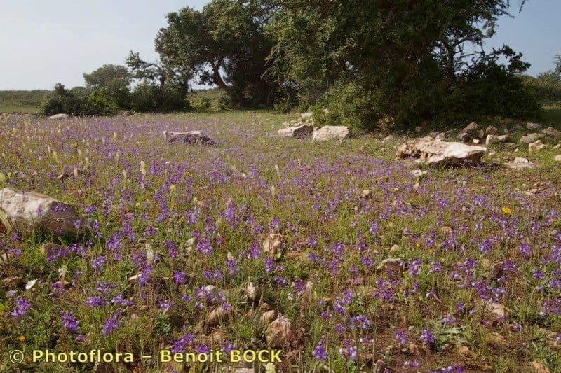Linaria incarnata 8