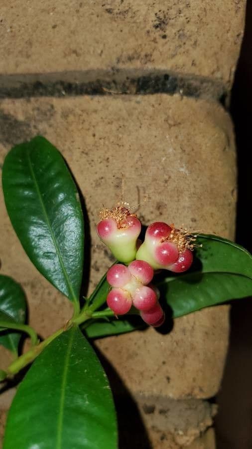 Pomme d'eau 6