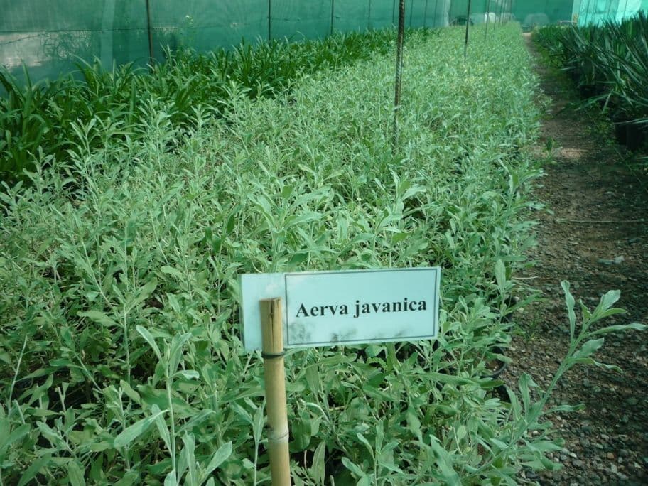 Aerva 13
