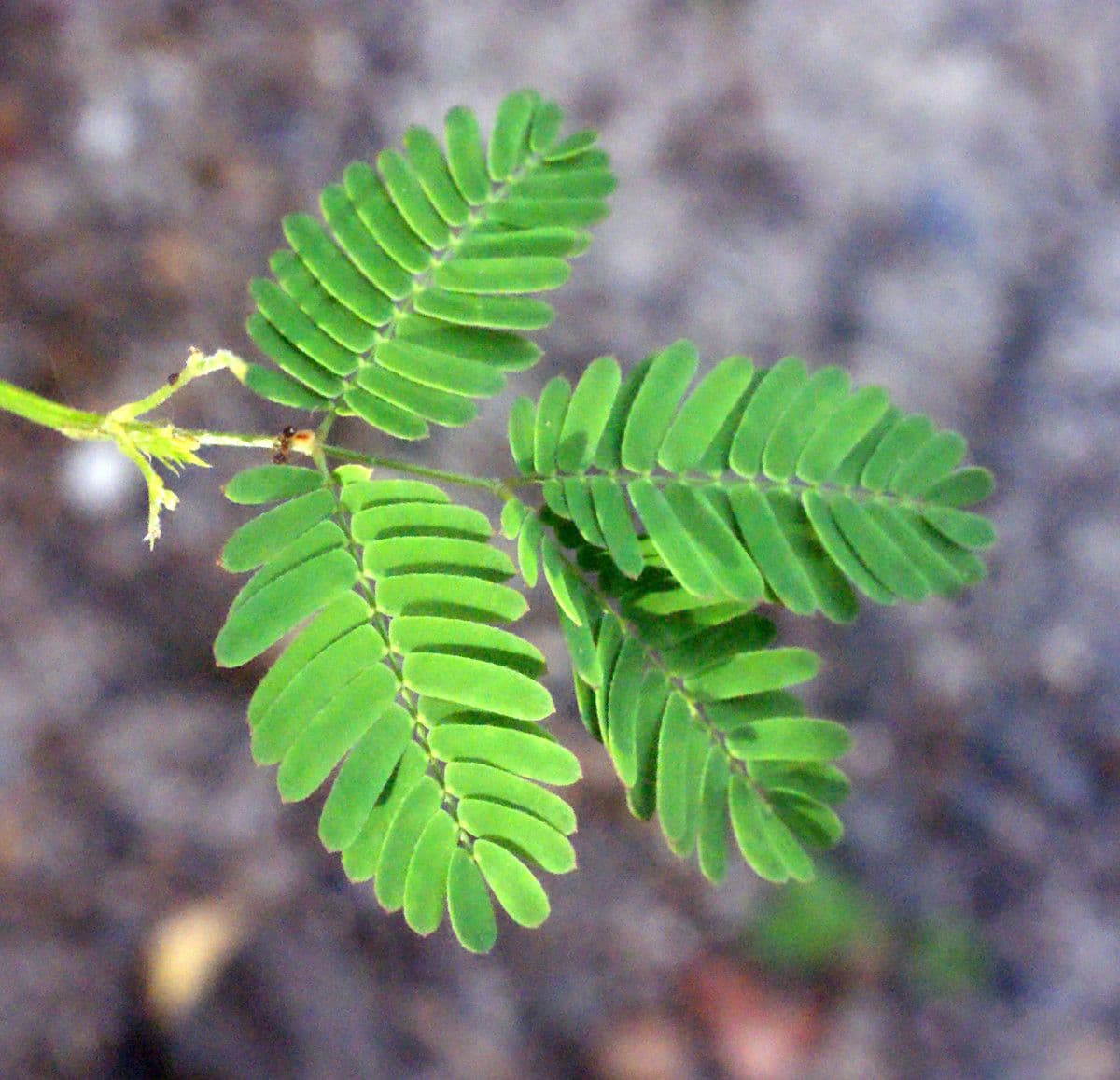 Bogen-Desmanthus 17