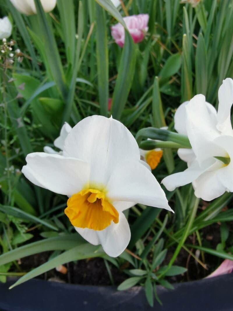Narciso tazetta 26