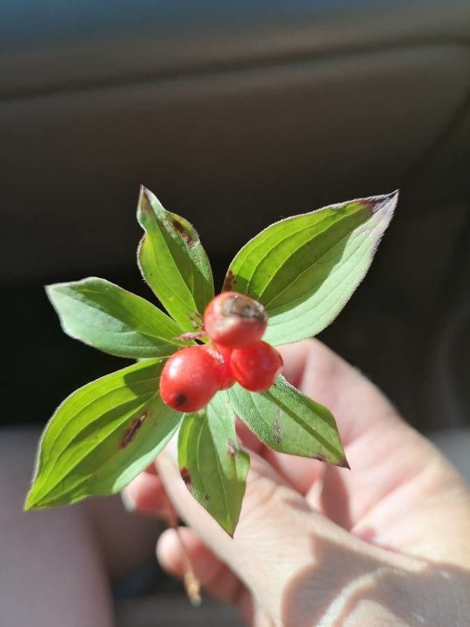 Cornus de Canadá 20
