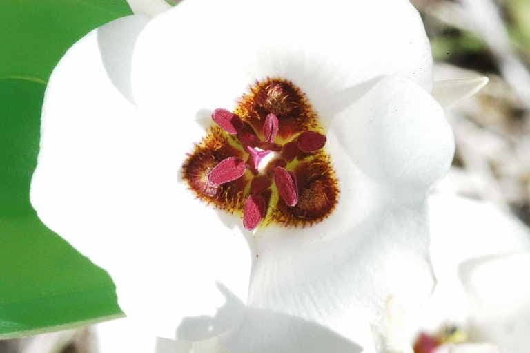 Calochortus 6