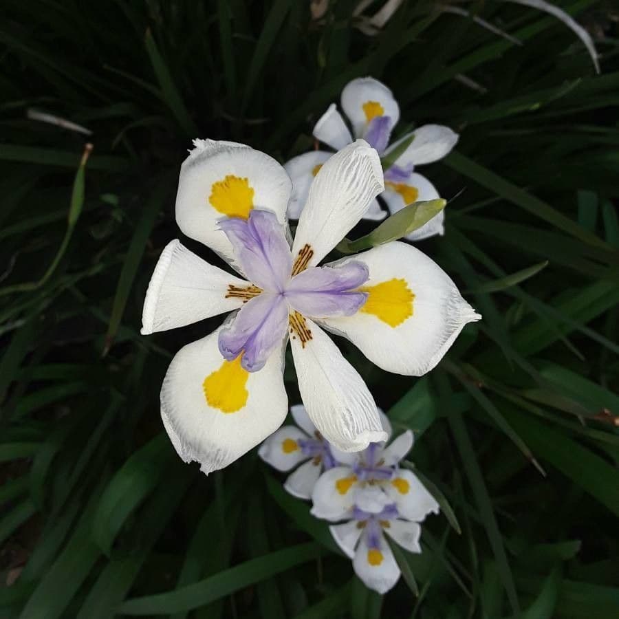 Iris selvatico a fiore grande 6