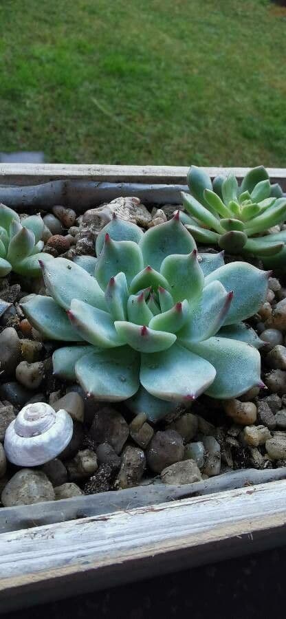 Echeveria di Chihuahua 4