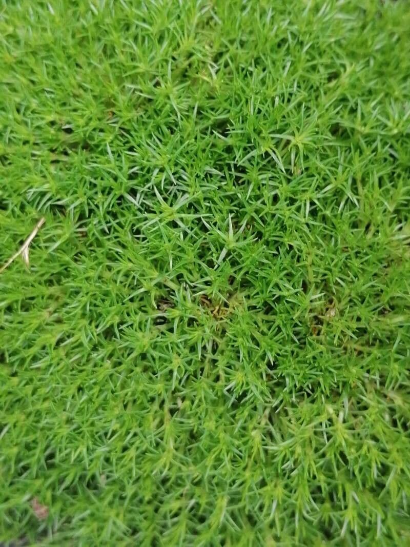 Scleranthus 13