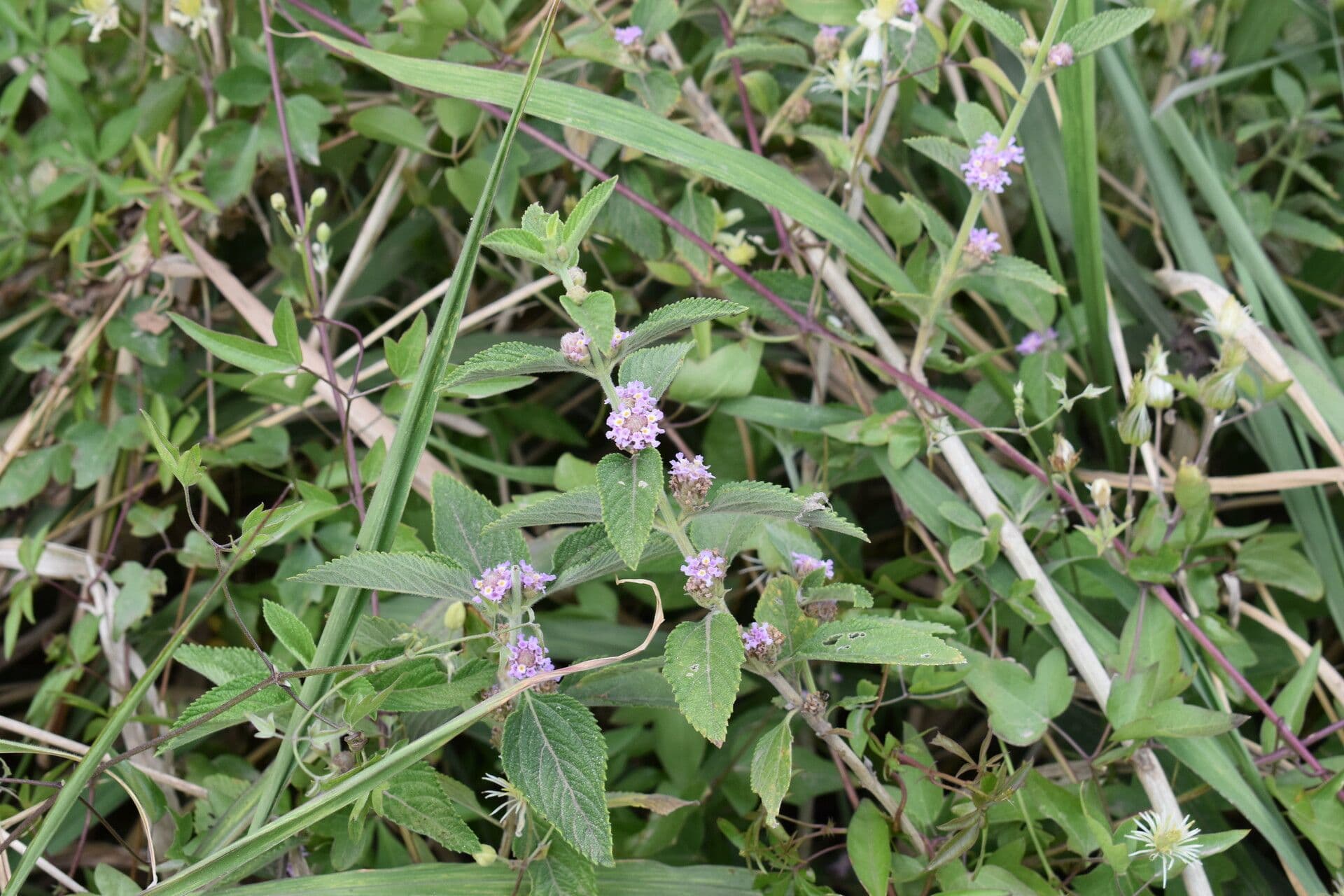 Lippia alba 26