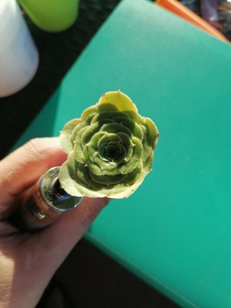 Aeonium