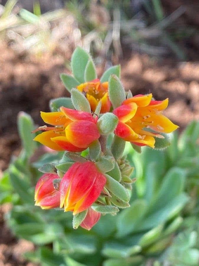 Echeveria 6