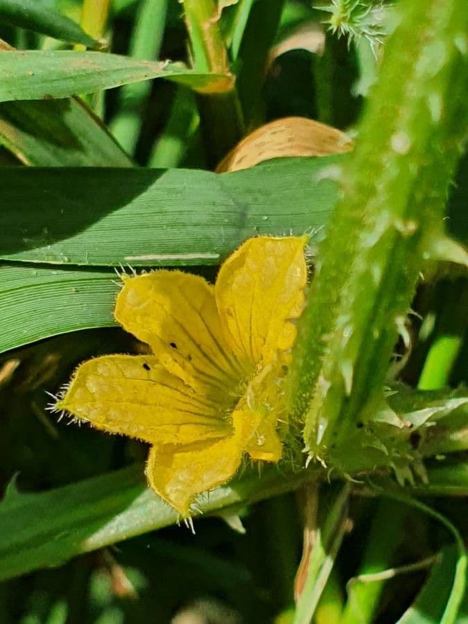 Cetriolo 2