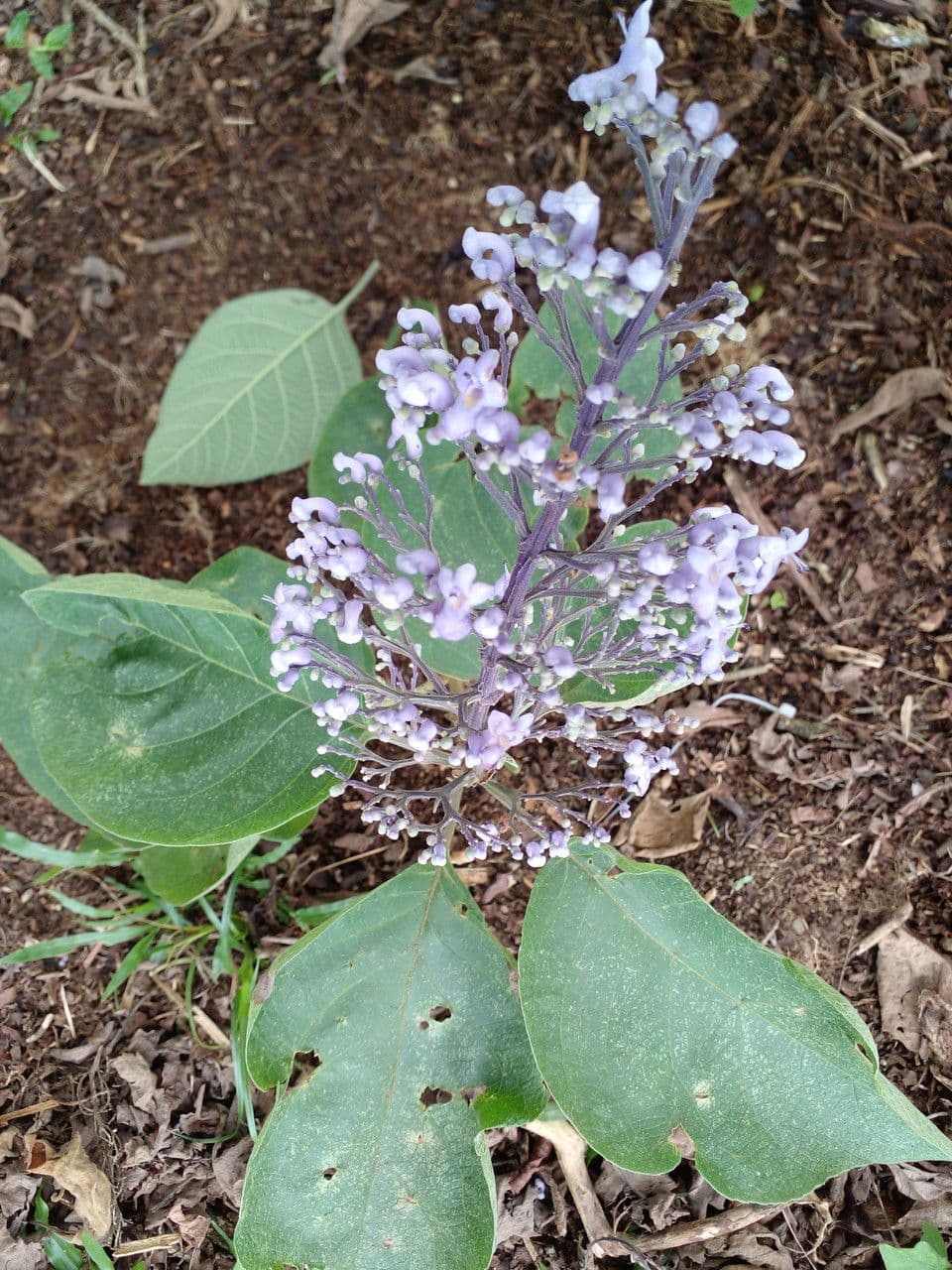 Cornutia 6